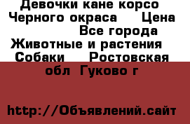 Девочки кане корсо. Черного окраса.  › Цена ­ 65 000 - Все города Животные и растения » Собаки   . Ростовская обл.,Гуково г.